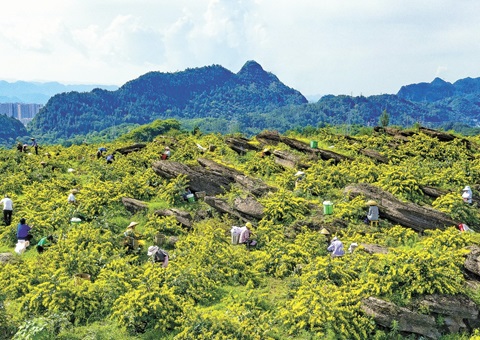 沉庆秀山：一朵山银花，开放19亿元综合产值