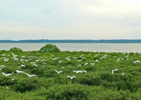 点赞！广东创新“蓝碳”开发买卖蹊径，多个案例开创先河！